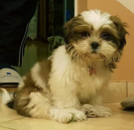 bone pink shih tzu.jpg